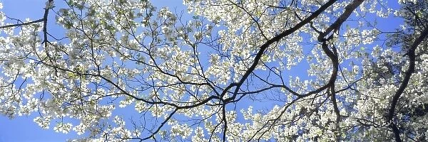 USA, Georgia, Atlanta. Backlighting accentuates the white dogwood blossoms at the