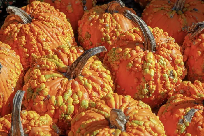 Framed Print : USA, Georgia, Atlanta. Close-up image of pumpkins. ©Wendy Kaveney  /  Jaynes Gallery  /  DanitaDelimont.com