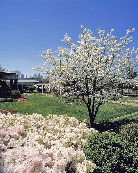 USA, Georgia, Atlanta. White dogwood and azaleas fill part of the Botannical Gardens in Atlanta