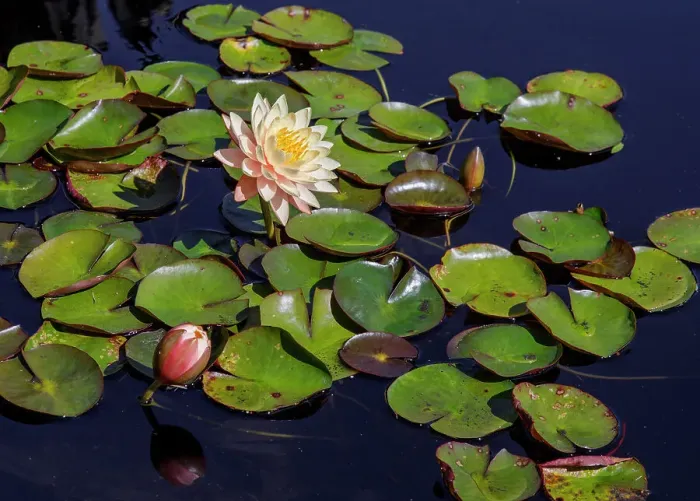 Framed Print : USA, Georgia, Atlanta. Yellow water lily and pads on pond. ©Wendy Kaveney / Jaynes Gallery / DanitaDelimont.com Framed Print : USA, Georgia, Atlanta. Yellow water lily and pads on pond. ©Wendy Kaveney / Jaynes Gallery / DanitaDelimont.com