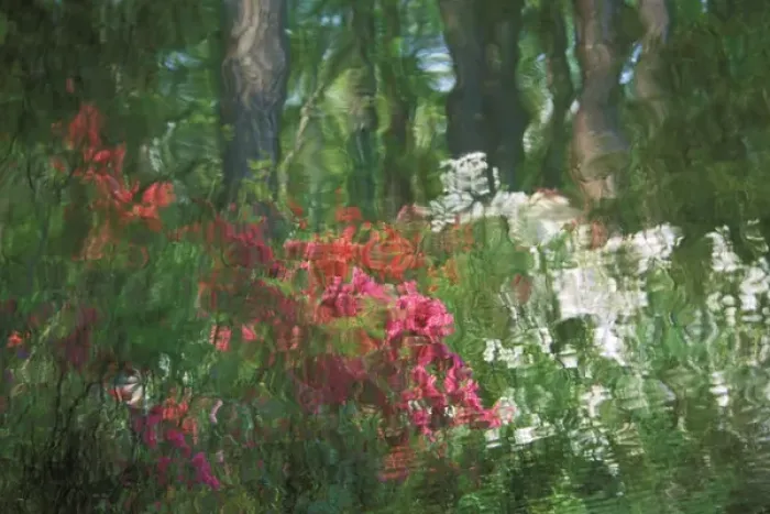 Framed Print : USA, Georgia, Azalea reflection in pond. Credit as: Nancy Rotenberg  /  Jaynes Gallery  /  DanitaDelimont