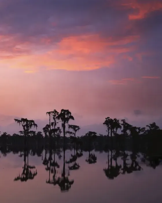 Framed Print : USA, Georgia, Banks Lake National Wildlife Refuge, Bald Cypress at Dawn Framed Print : USA, Georgia, Banks Lake National Wildlife Refuge, Bald Cypress at Dawn