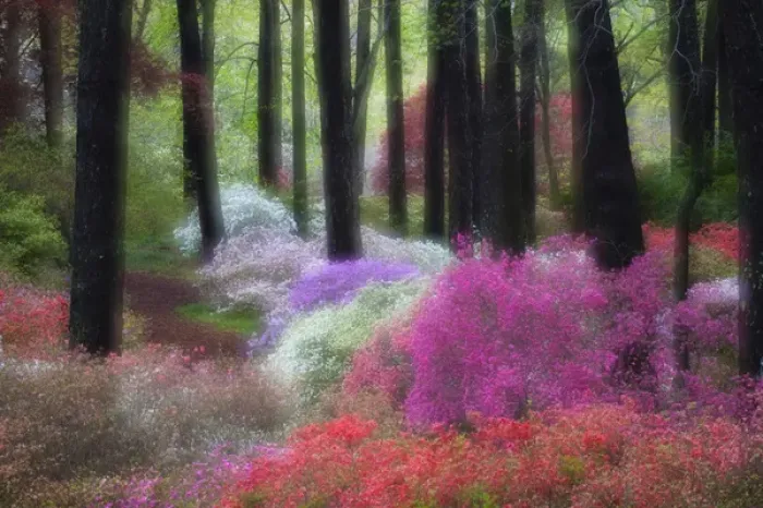 Framed Print : USA, Georgia, Callaway Gardens. Impressionistic view of trees and flowering bushes Framed Print : USA, Georgia, Callaway Gardens. Impressionistic view of trees and flowering bushes