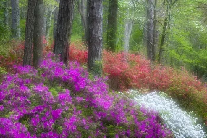 Framed Print : USA, Georgia, Callaway Gardens. Impressionistic view of trees and flowering bushes Framed Print : USA, Georgia, Callaway Gardens. Impressionistic view of trees and flowering bushes