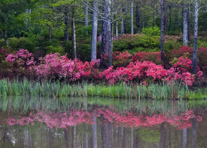 Framed Print : USA, Georgia, Callaway Gardens. Impressionistic view of trees and flowering bushes Framed Print : USA, Georgia, Callaway Gardens. Impressionistic view of trees and flowering bushes