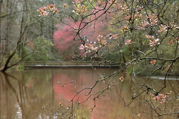 USA, Georgia, Callaway Gardens, Azalea branches over pond in spring, Callaway Gardens, Georgia