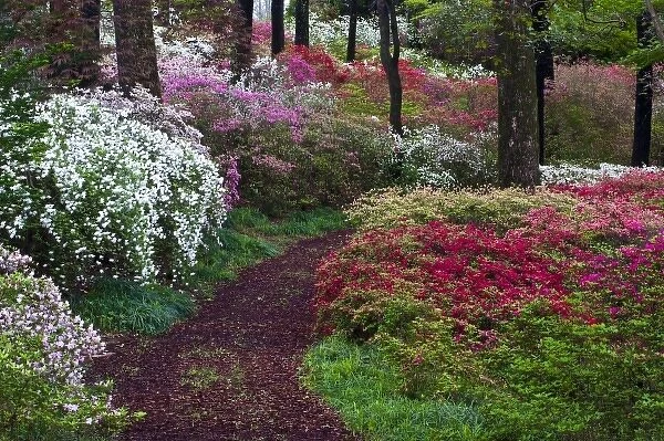 USA, Georgia, Callaway Gardens. Pathway through trees and flowering bushes