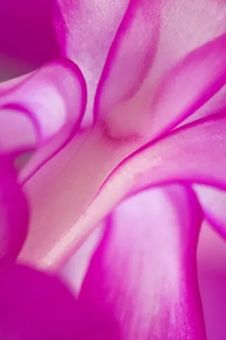 Framed Print : USA, Georgia, Close up of Christmas cactus Framed Print : USA, Georgia, Close up of Christmas cactus