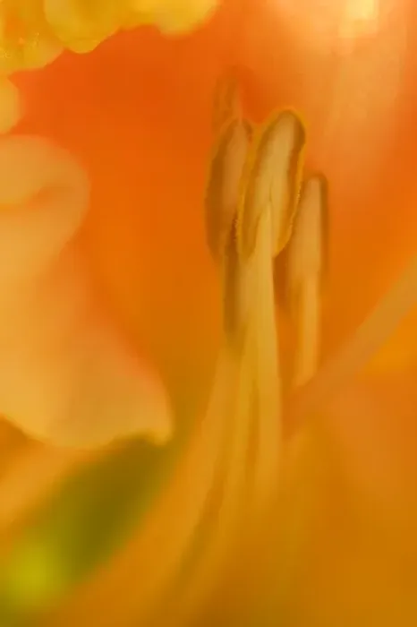 Framed Print : USA; Georgia; Close up of a daylily in a Savannah garden Framed Print : USA; Georgia; Close up of a daylily in a Savannah garden