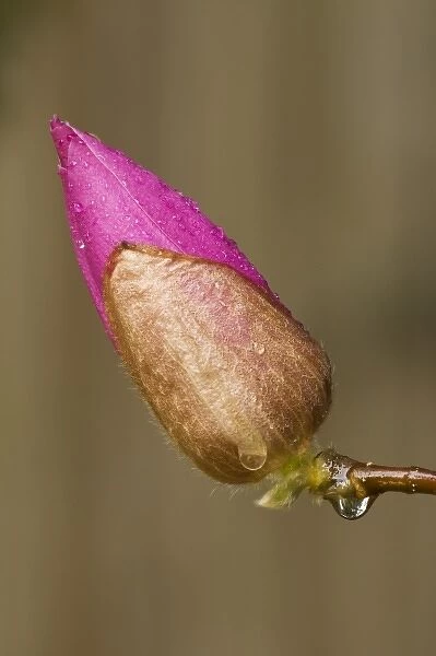 USA; Georgia; Close up of a Japanese tulip