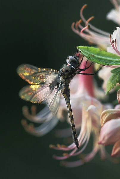 USA, Georgia, Close-up of dragonfly Backlit on Azalea
