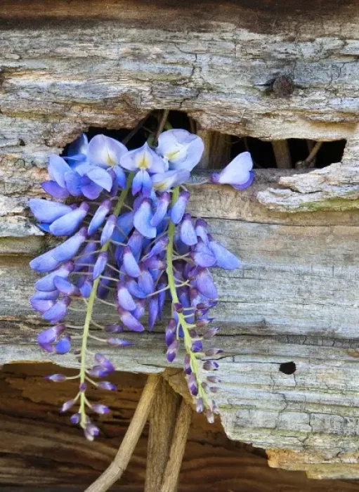 Framed Print : USA, Georgia. Close-up of wisteria growing through hole in old barn wood Framed Print : USA, Georgia. Close-up of wisteria growing through hole in old barn wood