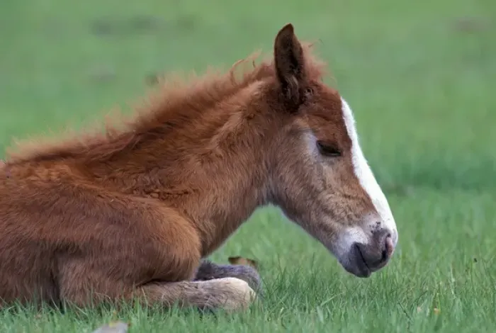 Framed Print : USA, Georgia, Cumberland Island. Wild colt Framed Print : USA, Georgia, Cumberland Island. Wild colt