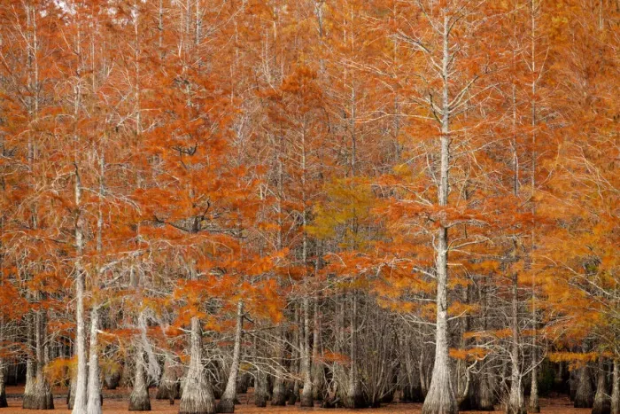 Framed Print : USA, Georgia. Cypress trees in the fall