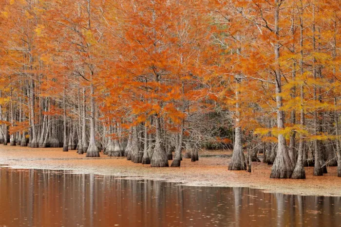 Framed Print : USA, Georgia. Cypress trees in the fall at George Smith State Park Framed Print : USA, Georgia. Cypress trees in the fall at George Smith State Park