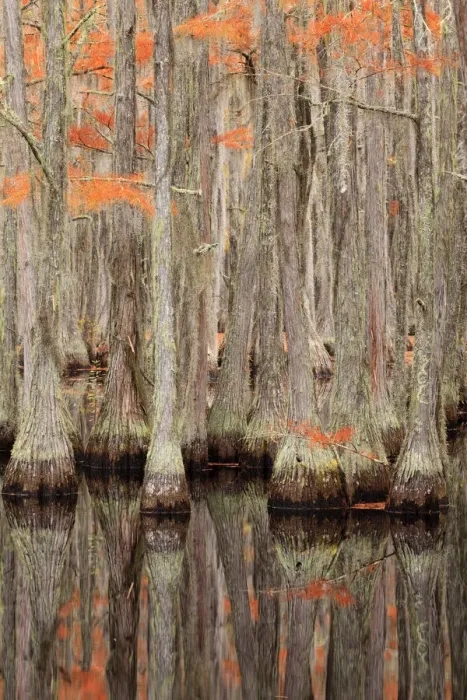 Framed Print : USA, Georgia. Cypress trees in the fall at George Smith State Park Framed Print : USA, Georgia. Cypress trees in the fall at George Smith State Park