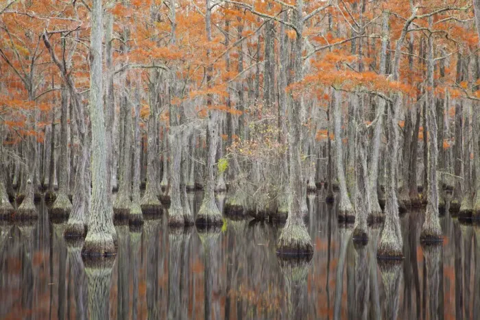 Framed Print : USA, Georgia. Cypress trees in the fall at George Smith State Park Framed Print : USA, Georgia. Cypress trees in the fall at George Smith State Park