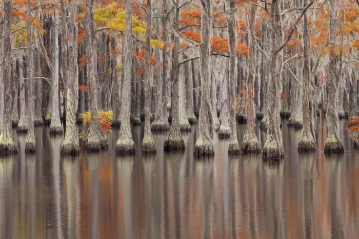 Framed Print : USA, Georgia. Cypress trees in the fall at George Smith State Park