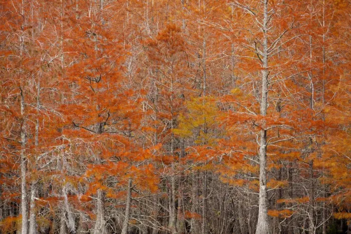 Framed Print : USA, Georgia. Cypress trees in the fall at George Smith State Park Framed Print : USA, Georgia. Cypress trees in the fall at George Smith State Park