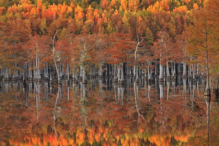 Framed Print : USA, Georgia, Cypress trees with reflections in evening light Framed Print : USA, Georgia, Cypress trees with reflections in evening light