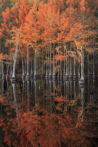 USA, Georgia, Cypress trees with reflections in the fall