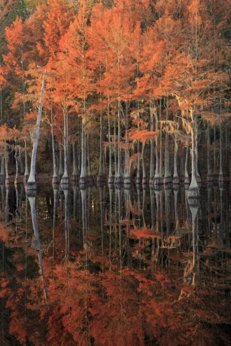 Framed Print : USA, Georgia, Cypress trees with reflections in the fall Framed Print : USA, Georgia, Cypress trees with reflections in the fall