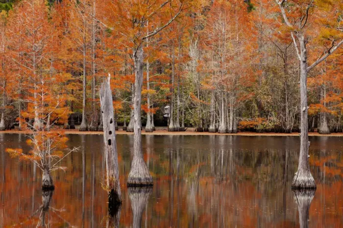 Framed Print : USA, Georgia. Cypress trees with wood duck box in the fall at George Smith State Park Framed Print : USA, Georgia. Cypress trees with wood duck box in the fall at George Smith State Park