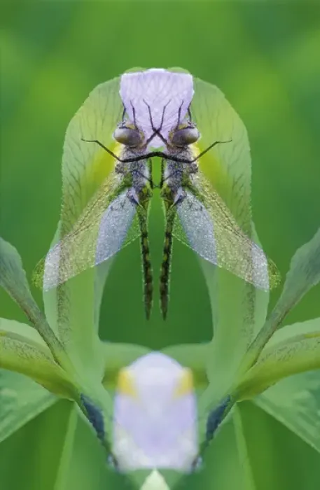Framed Print : USA, Georgia. Dragonfly montage. Credit as: Nancy Rotenberg  /  Jaynes Gallery  /  DanitaDelimont