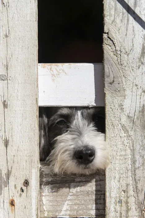 Framed Print : USA, Georgia. Engaging dog peeks through fence wistfully