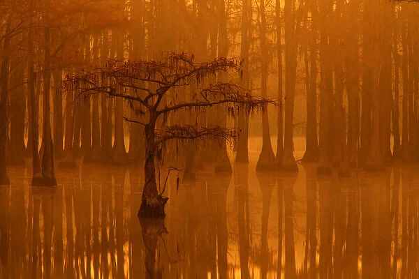 USA; Georgia; Fall cypress trees in the fog at George Smith State Park