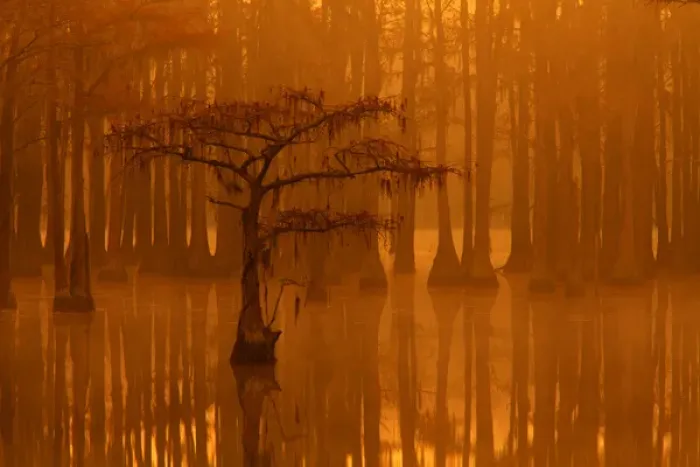 Framed Print : USA; Georgia; Fall cypress trees in the fog at George Smith State Park Framed Print : USA; Georgia; Fall cypress trees in the fog at George Smith State Park