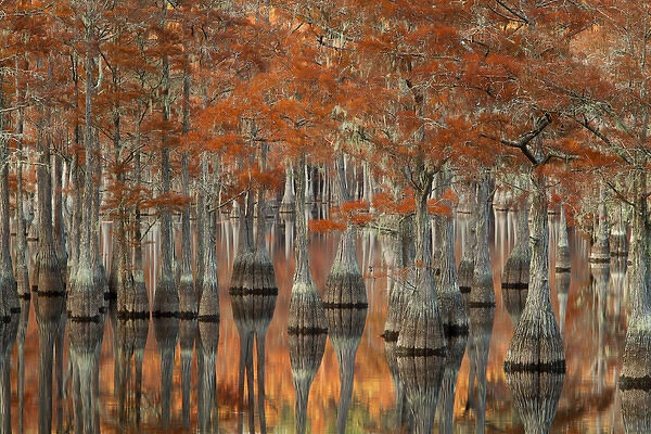 USA; Georgia; Fall cypress trees at George Smith State Park