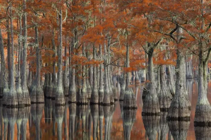 Framed Print : USA; Georgia; Fall cypress trees at George Smith State Park Framed Print : USA; Georgia; Fall cypress trees at George Smith State Park