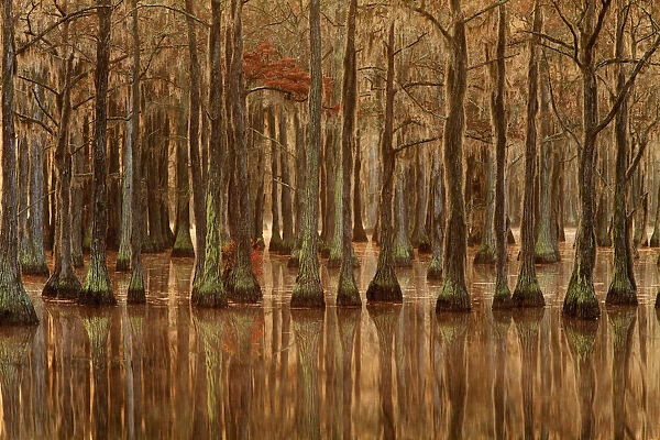 USA, Georgia, Fall cypress trees with reflections