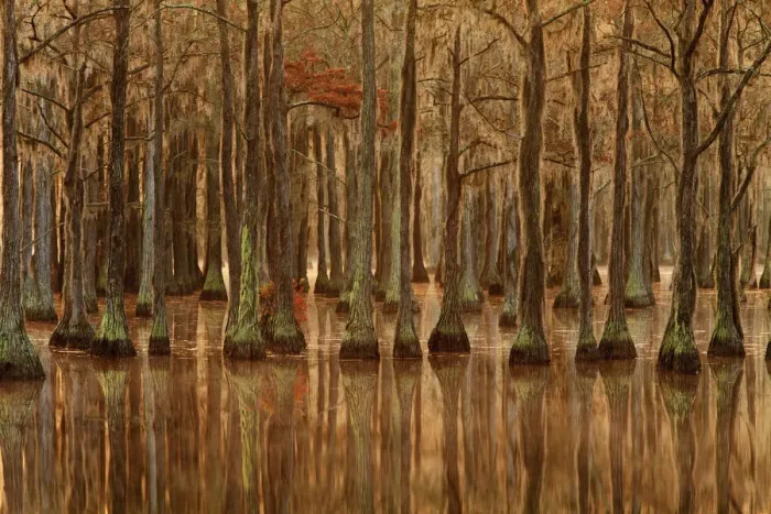 Framed Print : USA, Georgia, Fall cypress trees with reflections Framed Print : USA, Georgia, Fall cypress trees with reflections