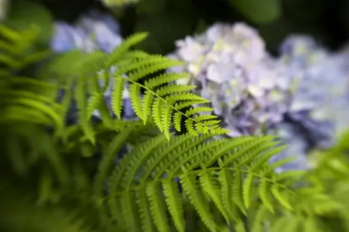 Framed Print : USA; Georgia; Ferns and hydrangea in a Savannah garden in spring Framed Print : USA; Georgia; Ferns and hydrangea in a Savannah garden in spring