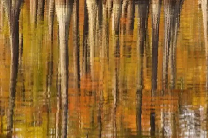 Framed Print : USA, Georgia, George Smith State Park, Reflections of cypress trees in the fall Framed Print : USA, Georgia, George Smith State Park, Reflections of cypress trees in the fall