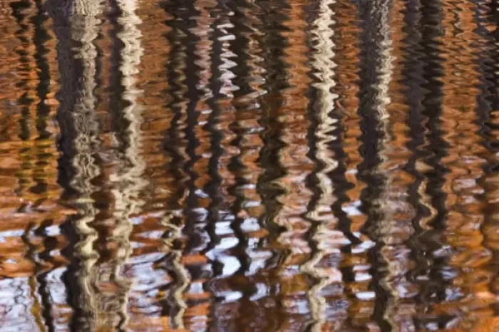 Framed Print : USA, Georgia, George Smith State Park, Reflections of cypress trees in the fall Framed Print : USA, Georgia, George Smith State Park, Reflections of cypress trees in the fall
