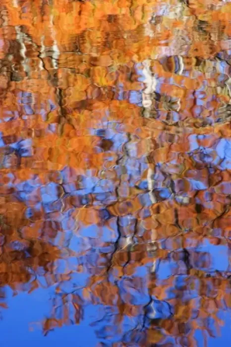 Framed Print : USA, Georgia, George Smith State Park, Reflections of cypress trees in the fall Framed Print : USA, Georgia, George Smith State Park, Reflections of cypress trees in the fall