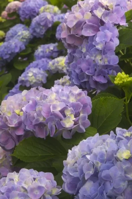 Framed Print : USA; Georgia; Hydrangeas blooming in a Savannah garden Framed Print : USA; Georgia; Hydrangeas blooming in a Savannah garden