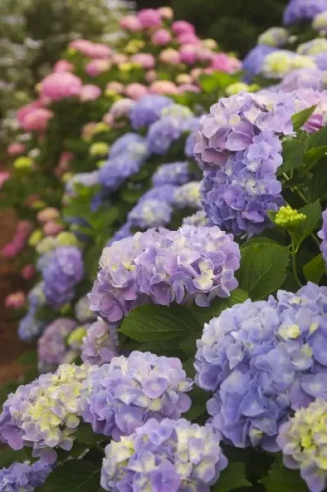 Framed Print : USA; Georgia; Hydrangeas blooming in a Savannah garden Framed Print : USA; Georgia; Hydrangeas blooming in a Savannah garden