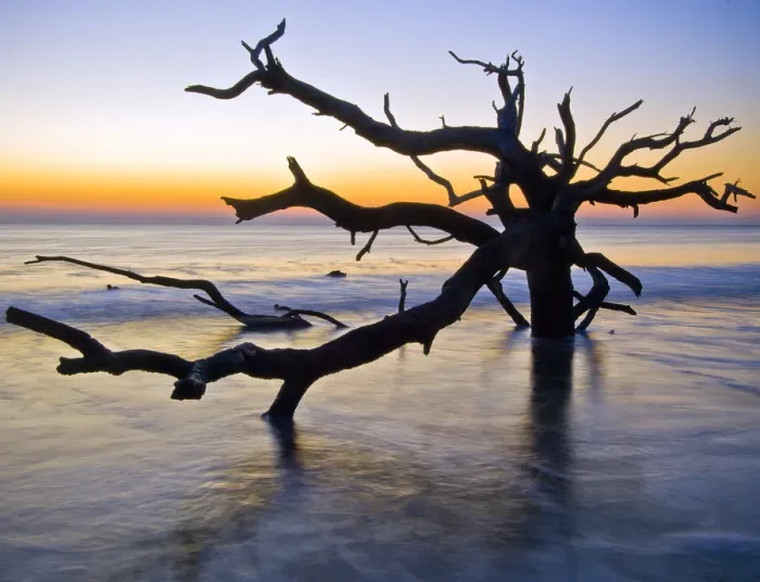 Framed Print : USA, Georgia, Jekyl Island, tree, ocean Framed Print : USA, Georgia, Jekyl Island, tree, ocean