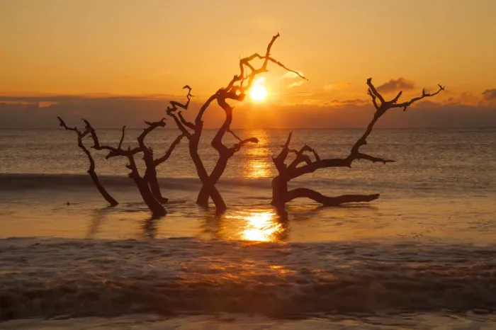 Framed Print : USA, Georgia. Jekyll Island, Driftwood Beach at sunrise Framed Print : USA, Georgia. Jekyll Island, Driftwood Beach at sunrise