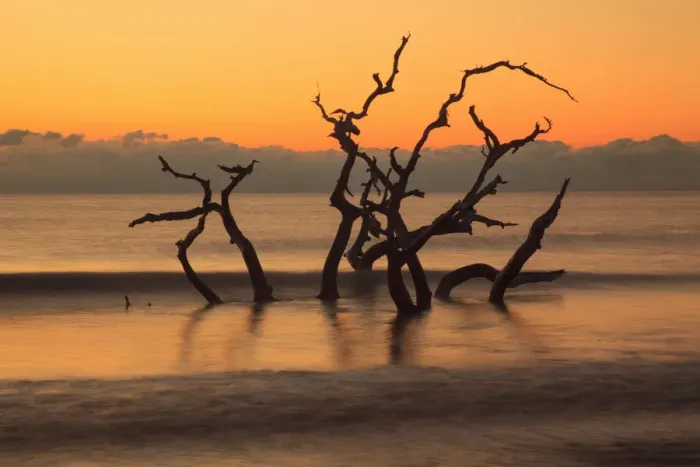 Framed Print : USA, Georgia. Jekyll Island, Driftwood Beach at sunrise