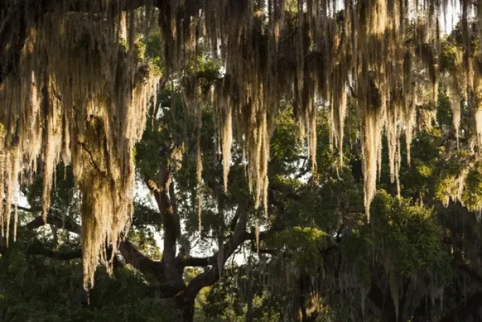 Framed Print : USA, Georgia, Jekyll Island, live oak trees
