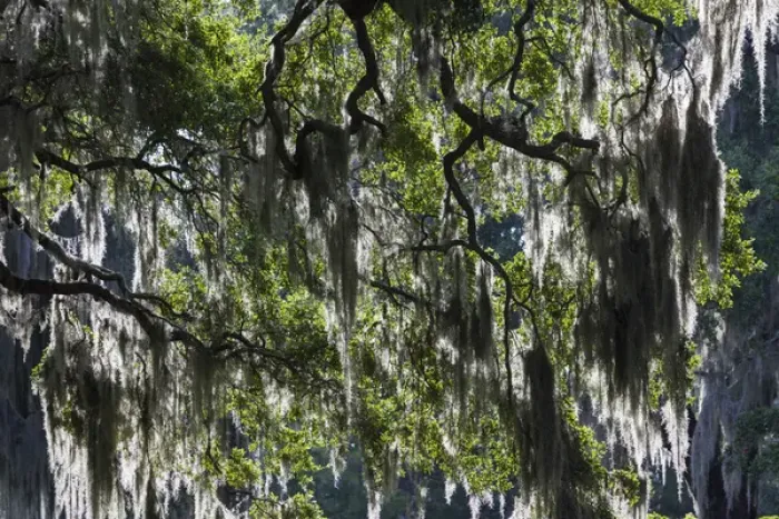 Framed Print : USA, Georgia, Jekyll Island, live oak trees Framed Print : USA, Georgia, Jekyll Island, live oak trees