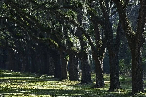 USA, Georgia. Large moss-covered oak trees near Savannah