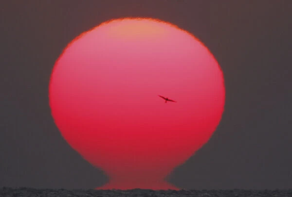 USA, Georgia, Little St. Simons Island. Tern flies past red sun disk at sunrise