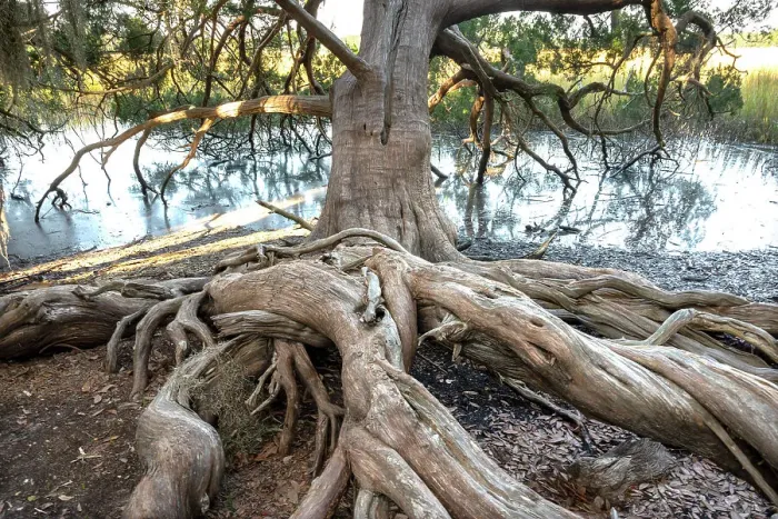 Framed Print : USA, Georgia. Mature tree in Skidaway Island State Park, near Savannah