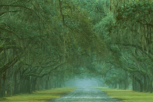USA; Georgia; Oak lined drive at Historic Wormsloe Plantation near Savannah